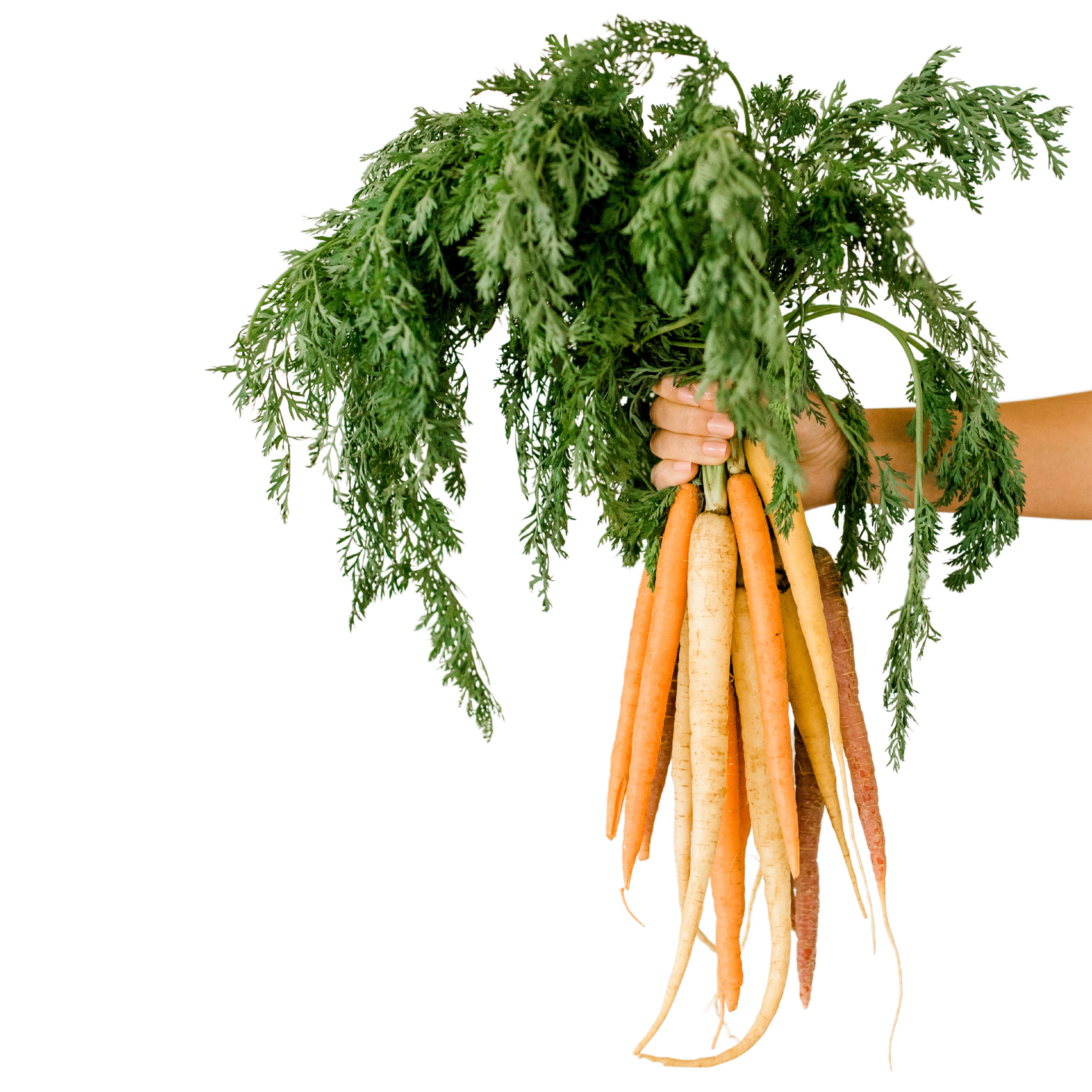carrots