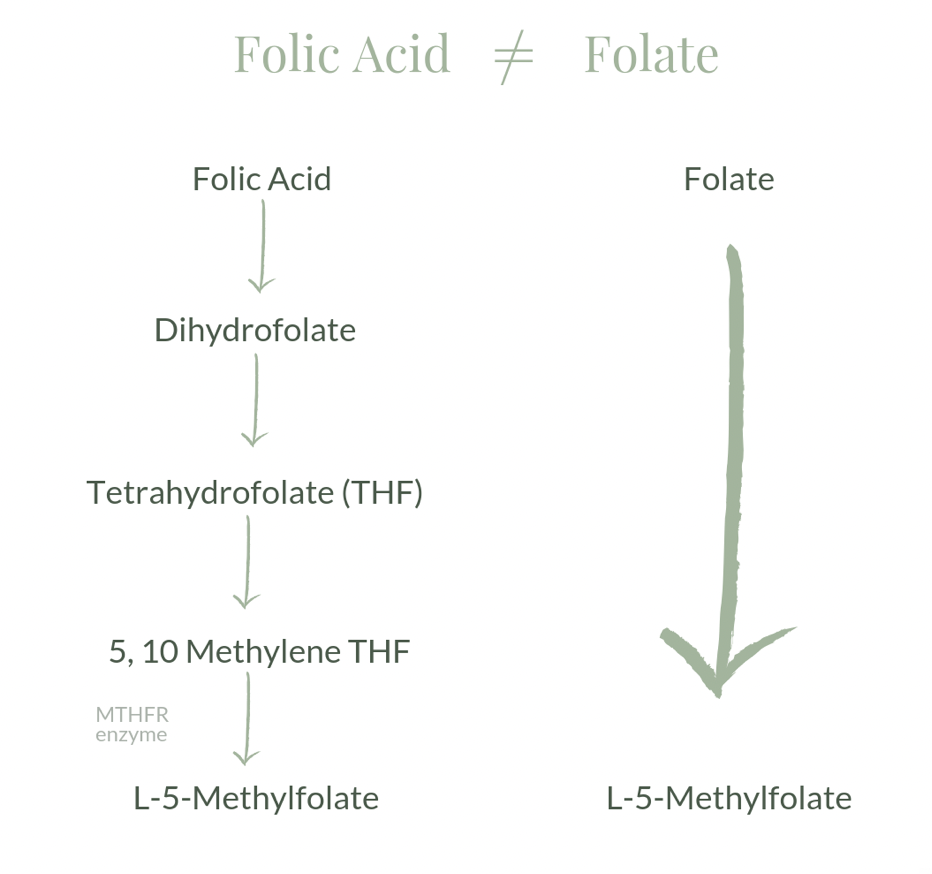 folic acid conversions
