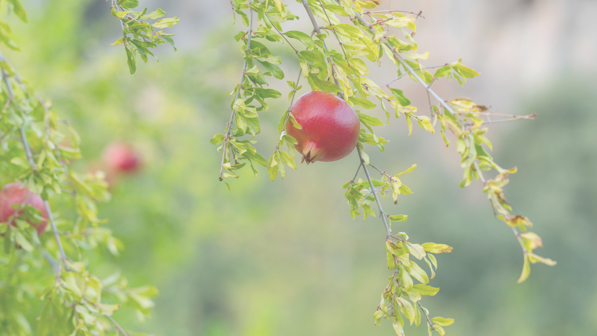 pomegranate tree 