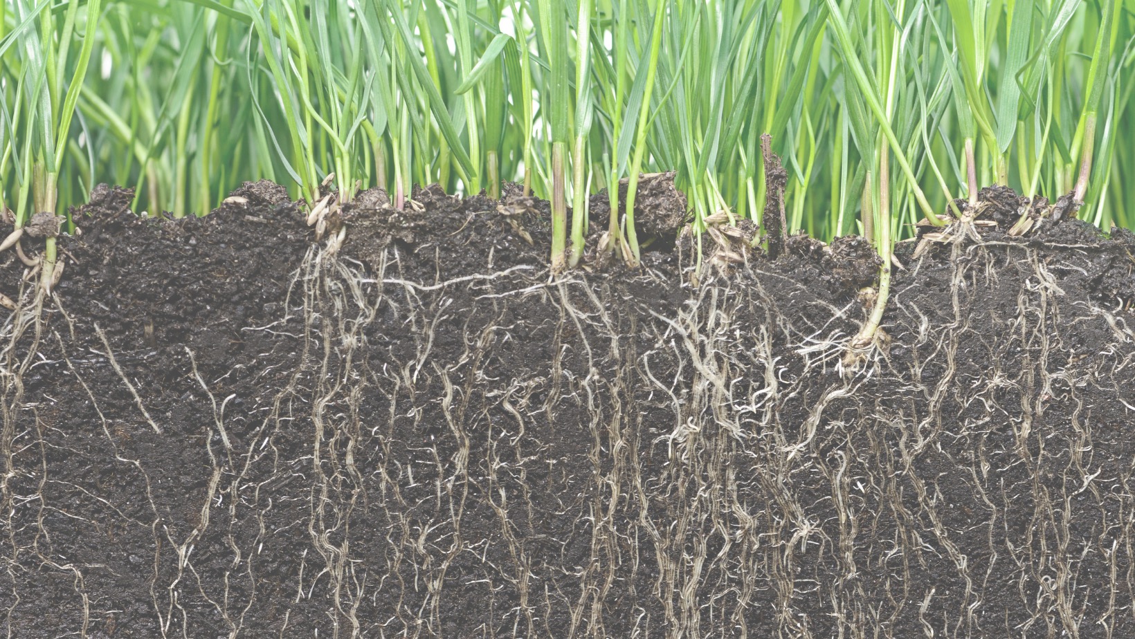 picture of dirt, roots, and grass