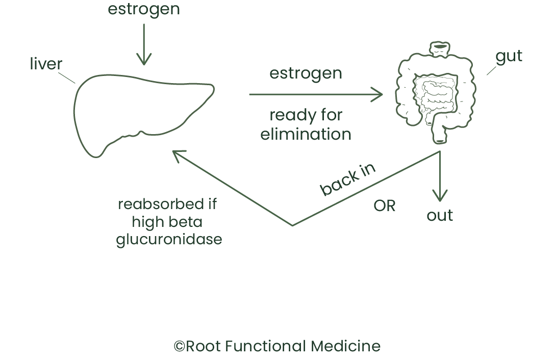 the liver and gut metabolizing estrogen