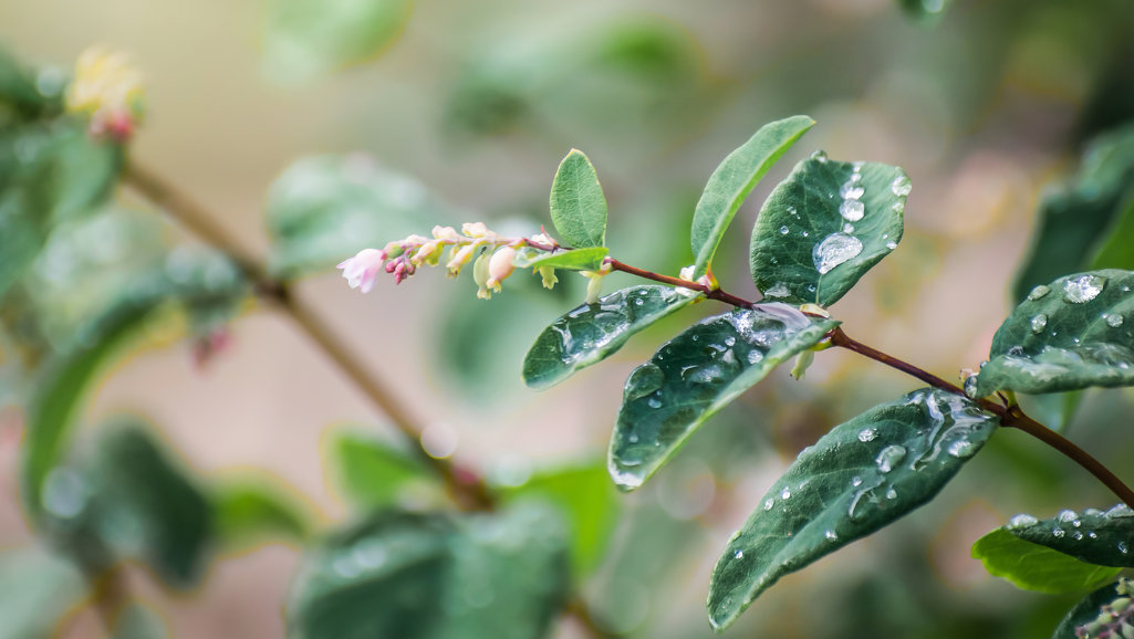 green plant with rain drops