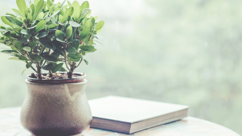green plant and a book