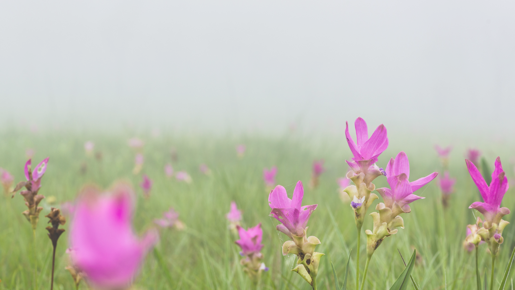 pink flowers with fog